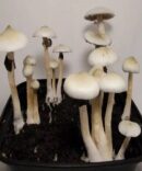 Albino-A-plus Magic Mushrooms