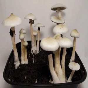 Albino-A-plus Magic Mushrooms