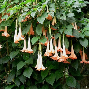 Datura