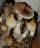 Mexican Shrooms