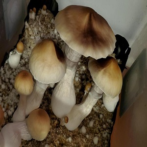 Mexican Shrooms