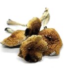 Costa Rican Dried Magic Mushrooms