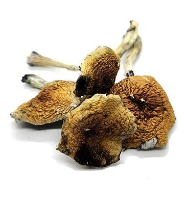 Costa Rican Dried Magic Mushrooms