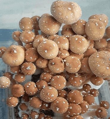 Alacabenzi Magic Mushrooms