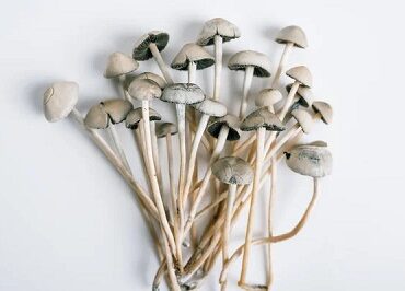 Panaeolus Cyanescens