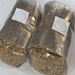 Rye Grain Mushroom Grow Bag