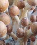 B+ Mushroom Spores