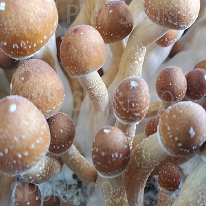 B+ Mushroom Spores