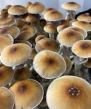 Blue Meanie Mushroom Spores