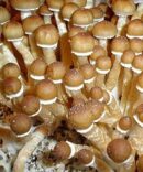 Burma Mushroom Spores