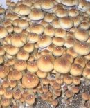 Creeper Mushroom Spores