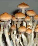 Ecuador Mushroom Spores