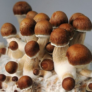 Golden Teacher Mushroom Spores