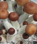 Koh Samui Super Strain Mushroom Spores