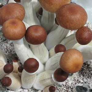 Koh Samui Super Strain Mushroom Spores