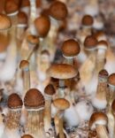 Mexican Dutch King Mushroom Spores