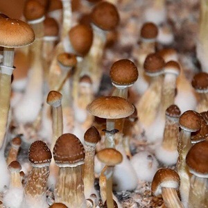 Mexican Dutch King Mushroom Spores