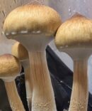 Nepal Mushroom Spores