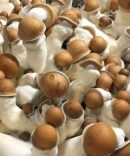 Penis Envy Mushroom Spores