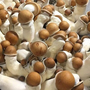 Penis Envy Mushroom Spores