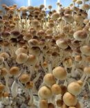 Purple Mystic Magic Mushrooms Spores