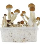 Fresh Mushrooms Grow Kit ‘Golden Teacher’