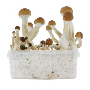 Fresh Mushrooms Grow Kit ‘Golden Teacher’