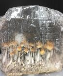 4LBS Mushroom Kit – Inject & Forget