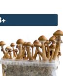 Fresh Mushrooms Grow Kit ‘B+’