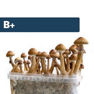 Fresh Mushrooms Grow Kit ‘B+’