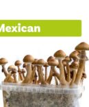 Fresh Mushrooms Grow Kit ‘Mexican’