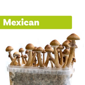 Fresh Mushrooms Grow Kit ‘Mexican’