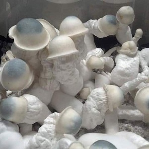 Albino Penis Envy Mushroom Spores